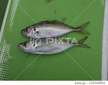 鯵が釣れました 鯵が釣れました 129388905