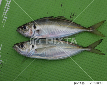 鯵が釣れました 鯵が釣れました 129388906