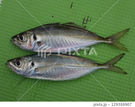 鯵が釣れました 129388907