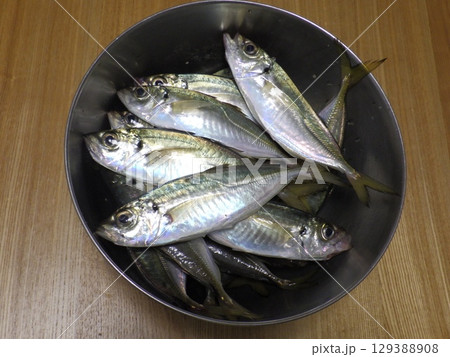 鯵が釣れました 129388908