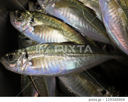 鯵が釣れました 129388909