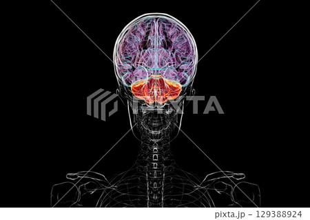 Human brain with highlighted cerebellum, 3D illustration Human brain with highlighted cerebellum, 3D illustration 129388924