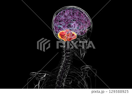 Human brain with highlighted cerebellum, 3D illustration 129388925
