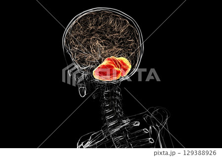 Human brain with highlighted cerebellum, 3D illustration Human brain with highlighted cerebellum, 3D illustration 129388926
