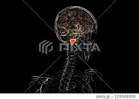 Medulla oblongata highlighted in human brain, illustration 129388930