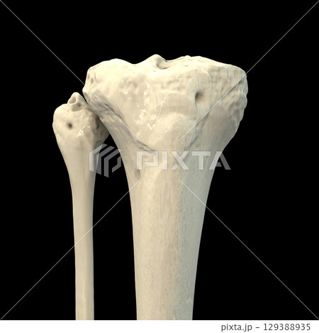 Tibia and fibula bones anatomy, 3D illustration 129388935
