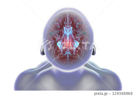 Cerebral aqueduct and ventricles, 3D illustration 129388968