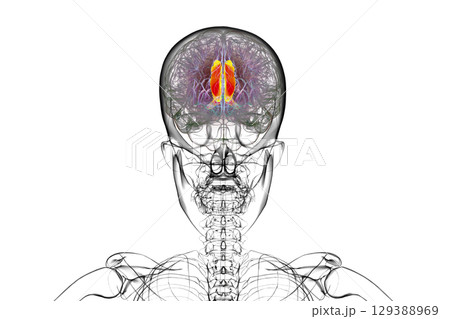 Human brain highlighting the cingulate gyrus, 3D illustration 129388969
