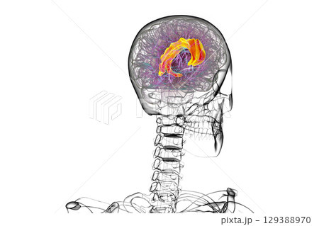 Human brain highlighting the cingulate gyrus, 3D illustration Human brain highlighting the cingulate gyrus, 3D illustration 129388970