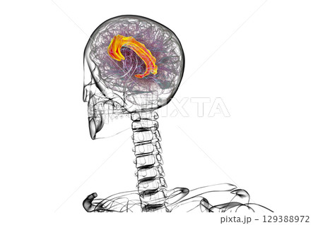 Human brain highlighting the cingulate gyrus, 3D illustration 129388972
