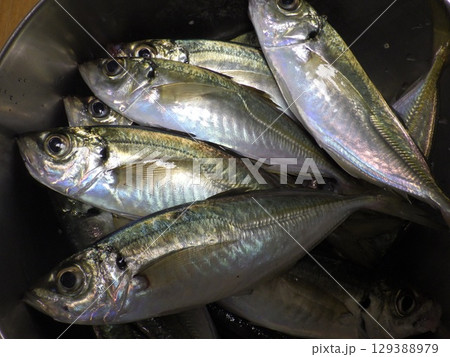 鯵が釣れました 129388979