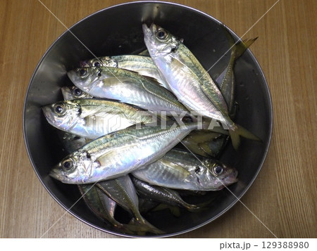 鯵が釣れました 129388980