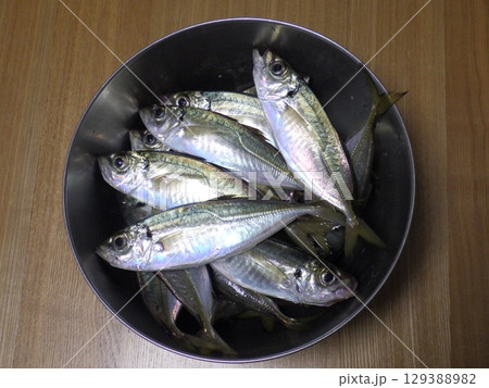 鯵が釣れました 鯵が釣れました 129388982