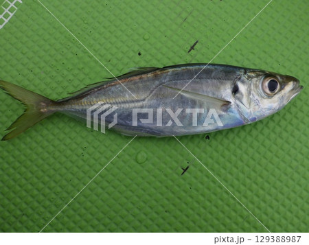 鯵が釣れました 129388987