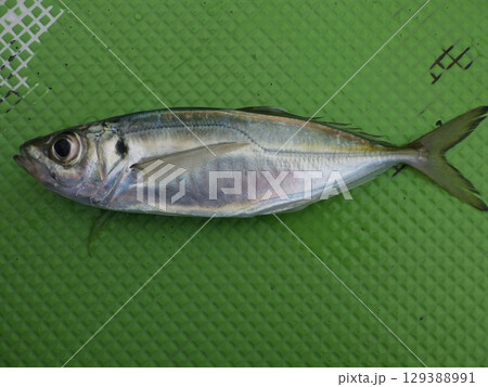 鯵が釣れました 鯵が釣れました 129388991