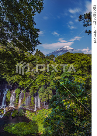 新緑に包まれた白糸の滝と富士山 129389088