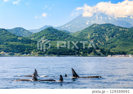 羅臼の海原を行くシャチの親子 129389091