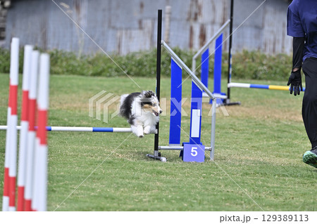 指示する女性とダイナミックなジャンプをすシェルティ　ドッグアジリティ　ドッグスクール　ドッグスポーツ 129389113