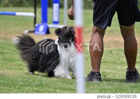 アイコンタクトするシェルティとドッグトレーナー　ドッグアジリティ　ドッグスクール　ドッグスポーツ 129389130