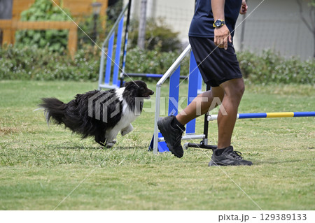 男性とシェルティ　ドッグアジリティ　ドッグスクール　ドッグスポーツ 129389133