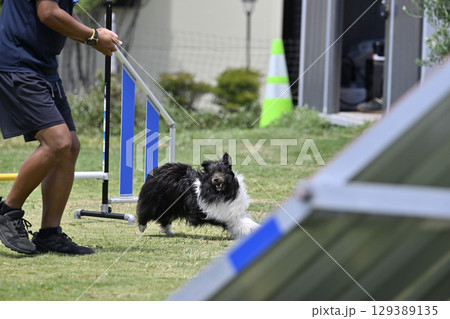 男性を見ながらダッシュするシェルティ ドッグアジリティ ドッグスクール ドッグスポーツ 男性を見ながらダッシュするシェルティ ドッグアジリティ ドッグスクール ドッグスポーツ 129389135