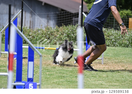 男性と駆け抜けるシェルティ　ドッグアジリティ　ドッグスクール　ドッグスポーツ 129389138