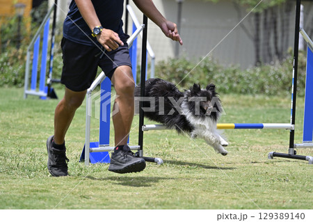ジャンプの指示を出す男性と跳ぶシェルティ ドッグアジリティ ドッグスクール ドッグスポーツ ジャンプの指示を出す男性と跳ぶシェルティ ドッグアジリティ ドッグスクール ドッグスポーツ 129389140