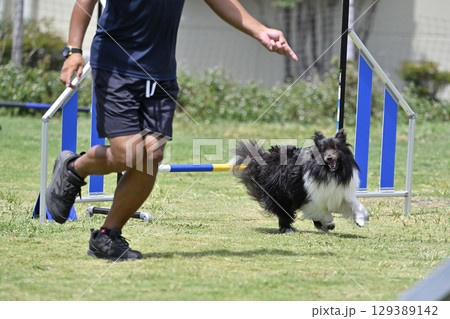 手で指示を出す男性と指示を見るシェルティ ドッグアジリティ ドッグスクール ドッグスポーツ 手で指示を出す男性と指示を見るシェルティ ドッグアジリティ ドッグスクール ドッグスポーツ 129389142