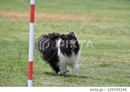 シェルティ ドッグアジリティ ドッグスクール ドッグスポーツ シェルティ ドッグアジリティ ドッグスクール ドッグスポーツ 129389146