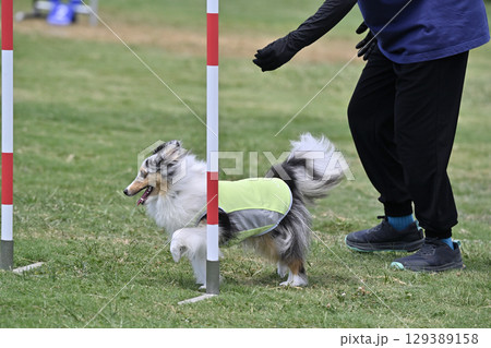 シェルティと指示する女性　ドッグアジリティ　ドッグスクール　ドッグスポーツ 129389158