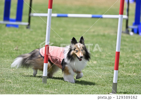 シェルティのスラローム　ドッグアジリティ　ドッグスクール　ドッグスポーツ 129389162
