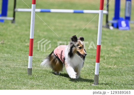 シェルティのスラローム　ドッグアジリティ　ドッグスクール　ドッグスポーツ 129389163