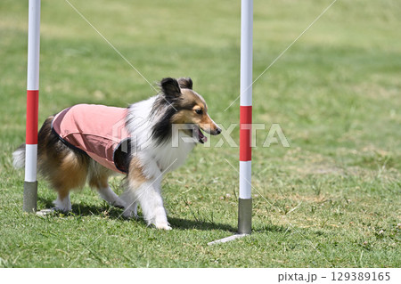 シェルティのスラローム　ドッグアジリティ　ドッグスクール　ドッグスポーツ 129389165