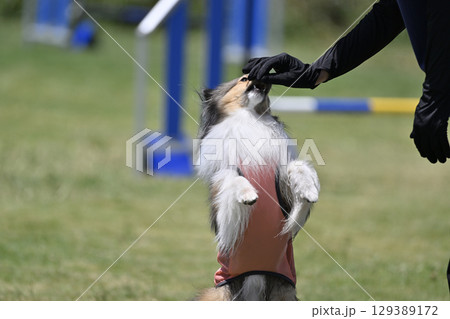 シェルティと遊ぶ女性　ドッグアジリティ　ドッグスクール　ドッグスポーツ 129389172