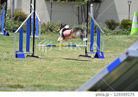 ジャンプするシェルティの後ろ姿 ドッグアジリティ ドッグスクール ドッグスポーツ ジャンプするシェルティの後ろ姿 ドッグアジリティ ドッグスクール ドッグスポーツ 129389175