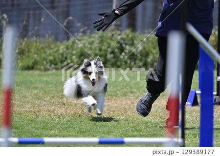 楽しく走るシェルティとハンドラー　ドッグアジリティ　ドッグスクール　ドッグスポーツ 129389177