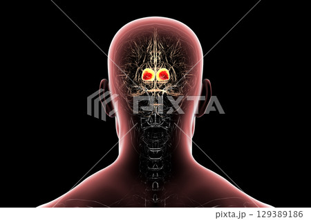 Thalamus in human brain, 3D illustration Thalamus in human brain, 3D illustration 129389186