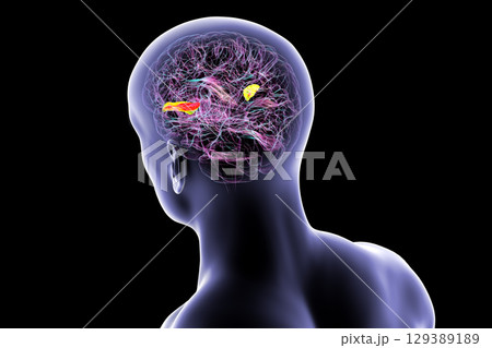 Human brain with the transverse temporal gyri, 3D illustration 129389189