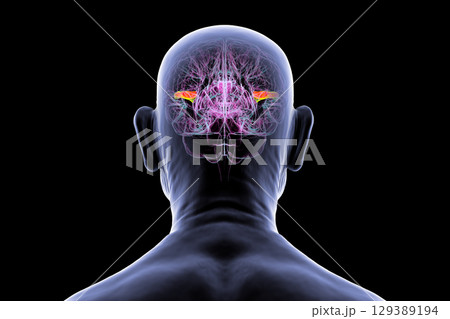 Human brain with the transverse temporal gyri, 3D illustration 129389194