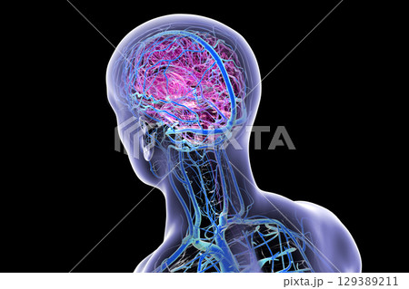 Brain veins, 3D illustration 129389211