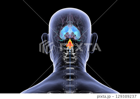 Fourth ventricle of human brain, 3D illustration 129389237