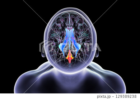 Fourth ventricle of human brain, 3D illustration 129389238