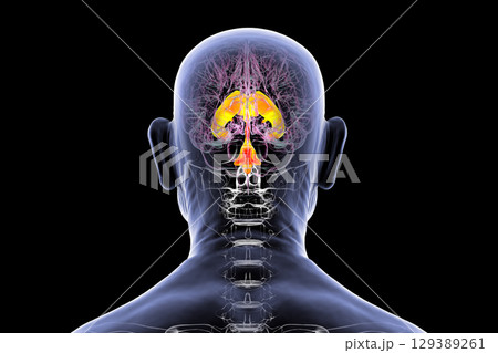 Ventricular system of the brain, 3D illustration Ventricular system of the brain, 3D illustration 129389261