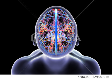 Human brain with highlighted blood vessels, 3D illustration. 129389276