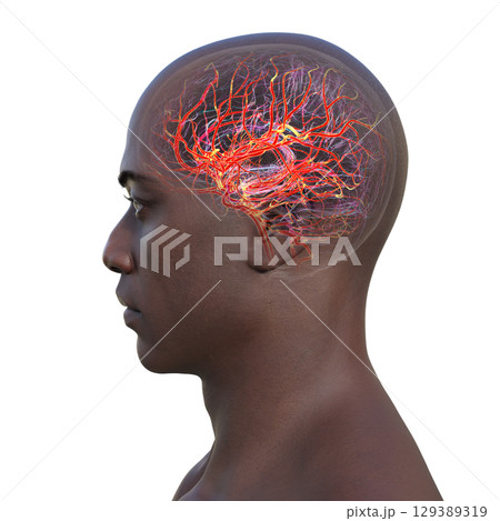 Brain arteries, 3D illustration 129389319