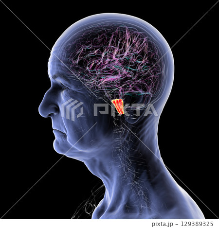 Medulla oblongata highlighted in human brain, illustration Medulla oblongata highlighted in human brain, illustration 129389325