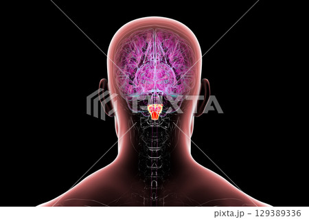 Medulla oblongata highlighted in human brain, illustration 129389336