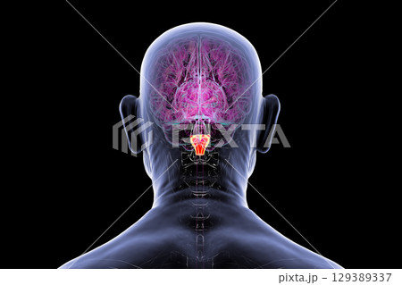 Medulla oblongata highlighted in human brain, illustration Medulla oblongata highlighted in human brain, illustration 129389337