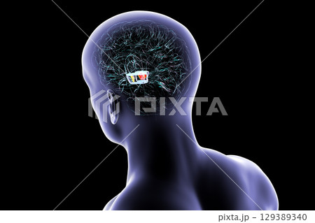 Human brain with highlighted substantia nigra, 3D illustration. 129389340