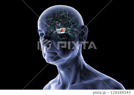Human brain with highlighted substantia nigra, 3D illustration. 129389343